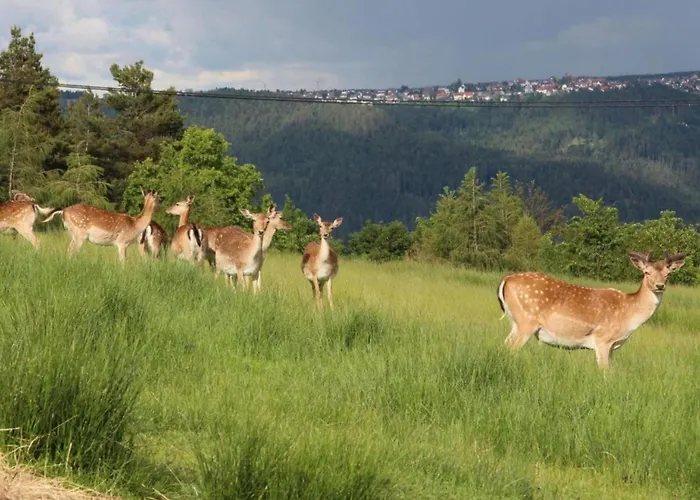 Апартаменты Cozy In Schwenningen With Garden